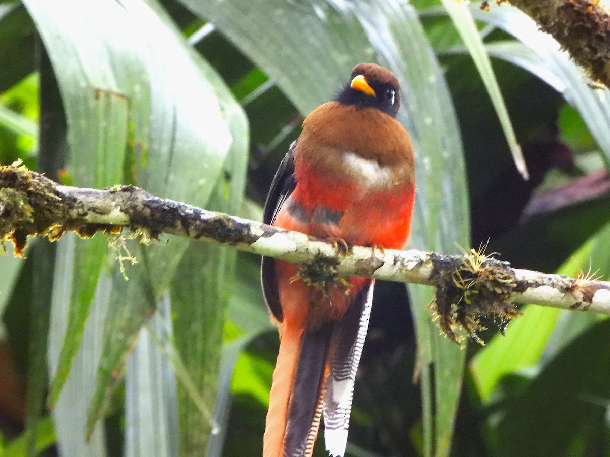 Masked Trogon - ML646497063