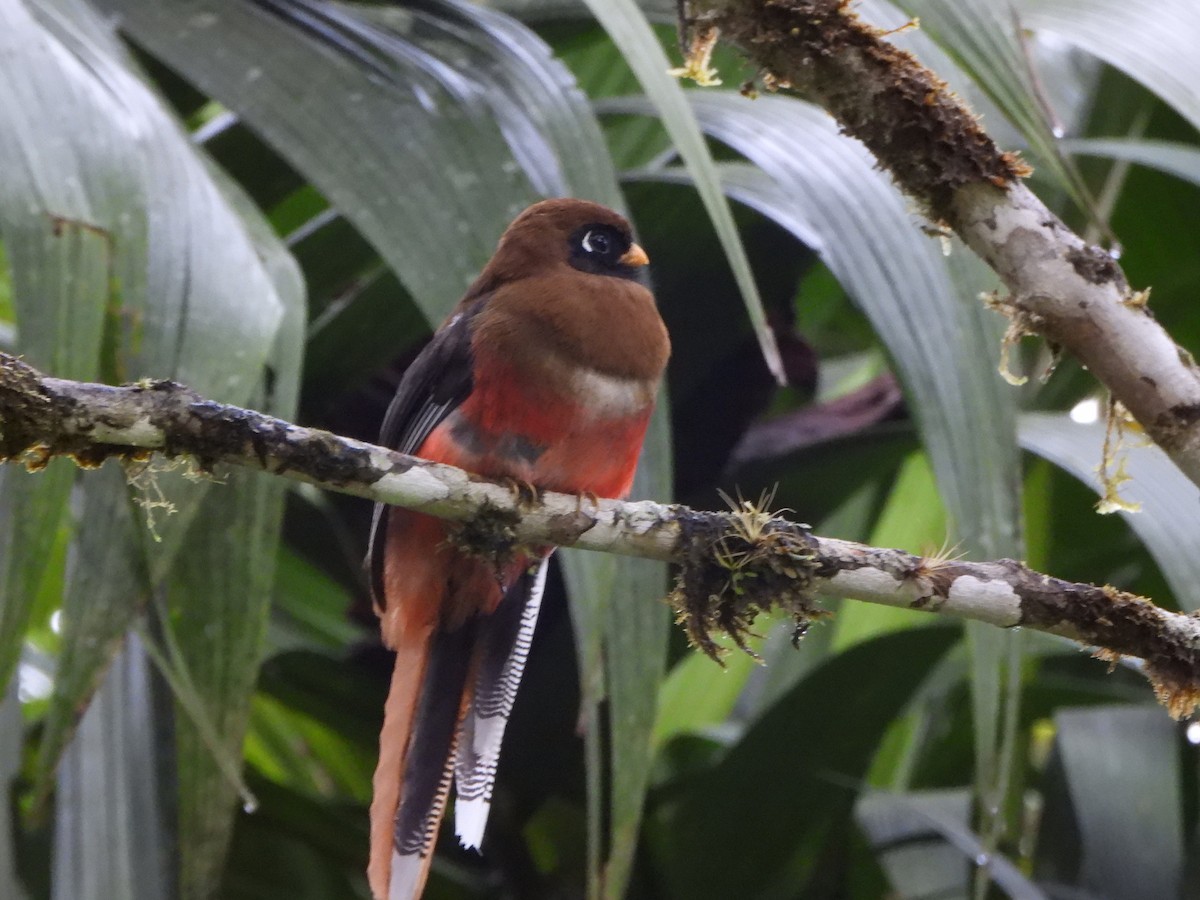Masked Trogon - ML646497064