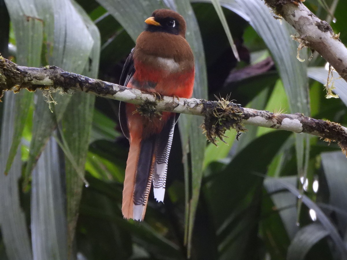Masked Trogon - ML646497065