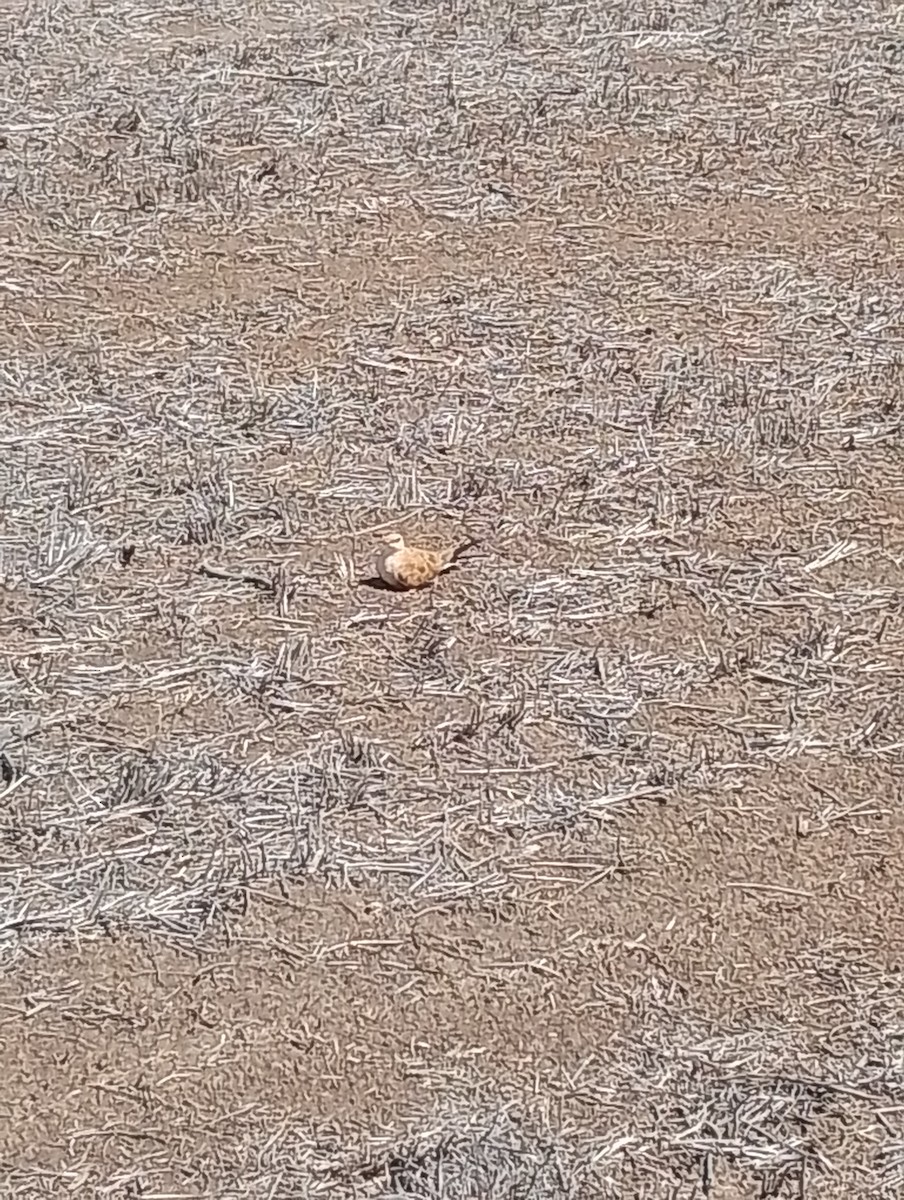 アシナガツバメチドリ - ML646497073