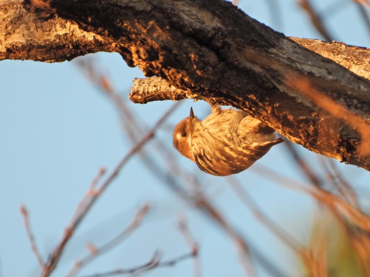 Japanese Pygmy Woodpecker - ML646497074