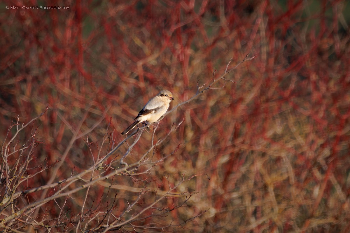 オオモズ - ML646497075