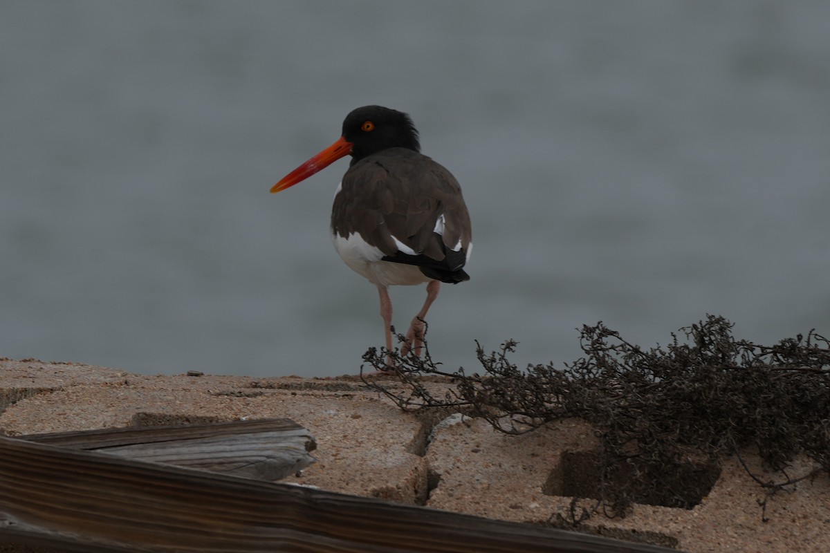 American Oystercatcher - ML646497076