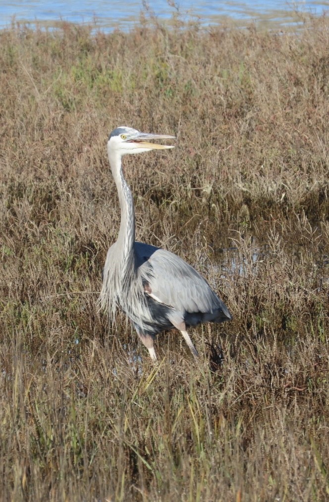 Great Blue Heron - ML646497081