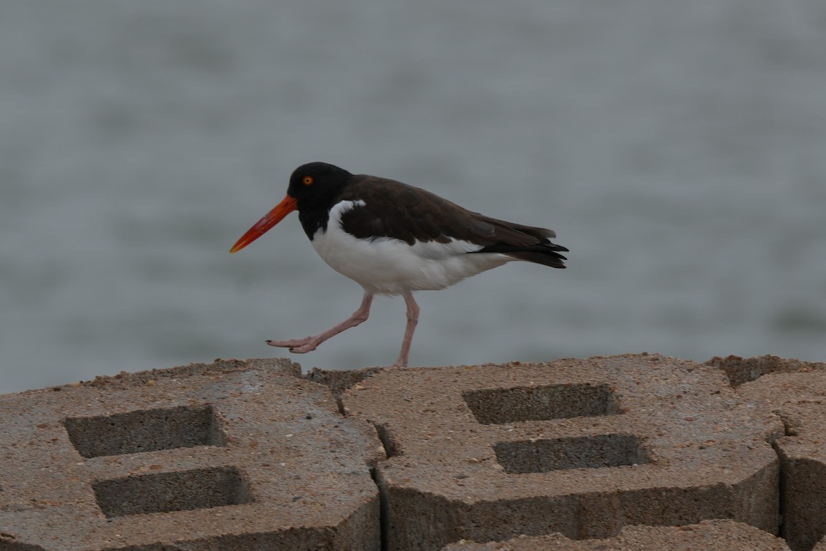 American Oystercatcher - ML646497116
