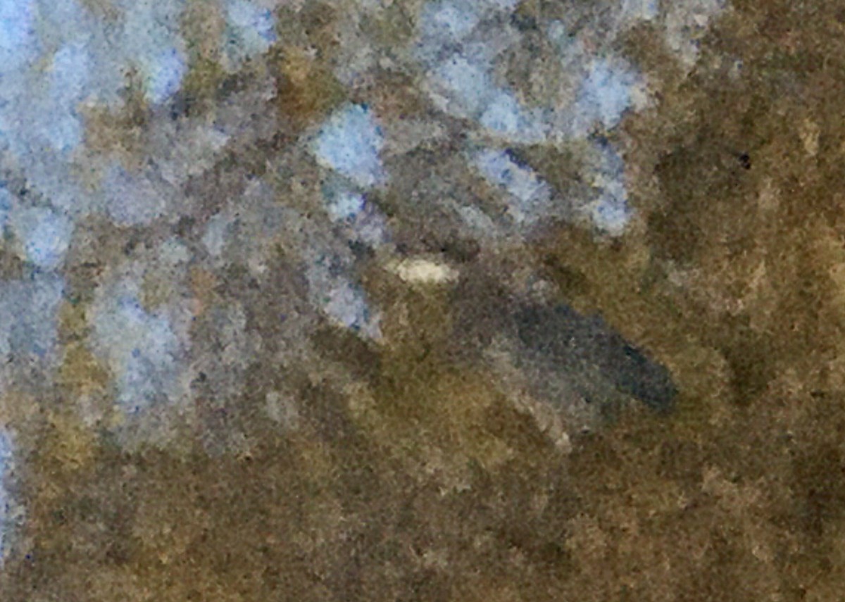 Great Blue Heron - ML646497119