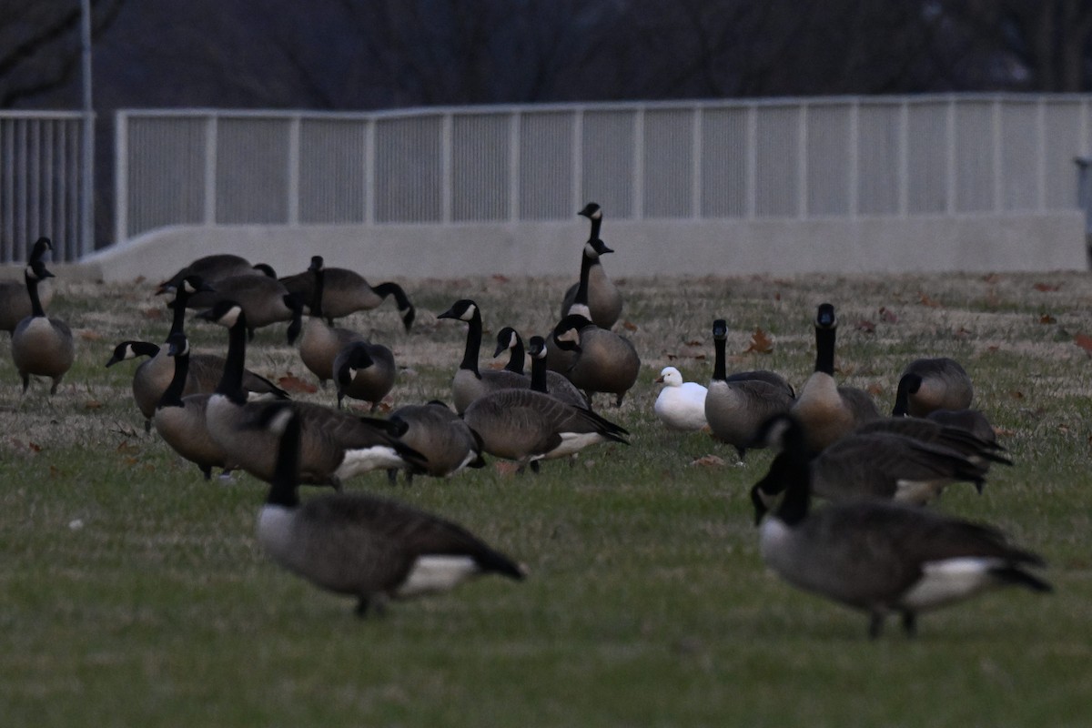 Ross's Goose - ML646497125
