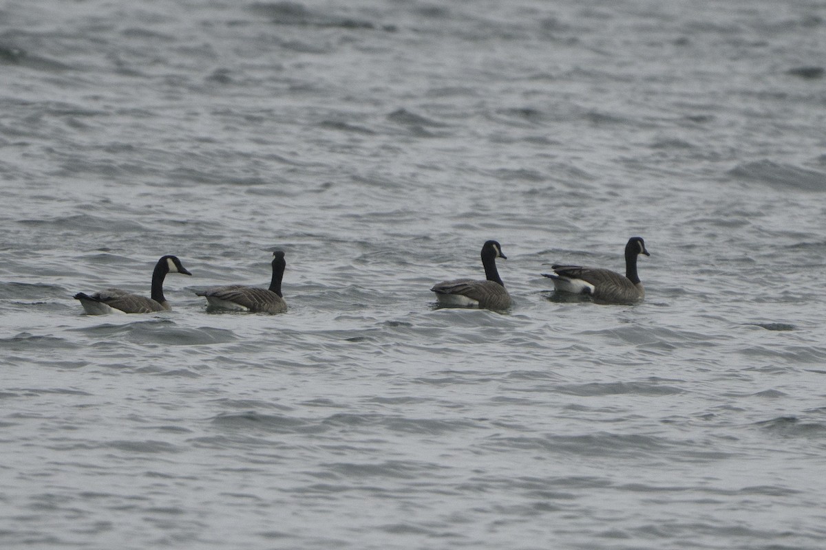 kanadagås - ML646497145