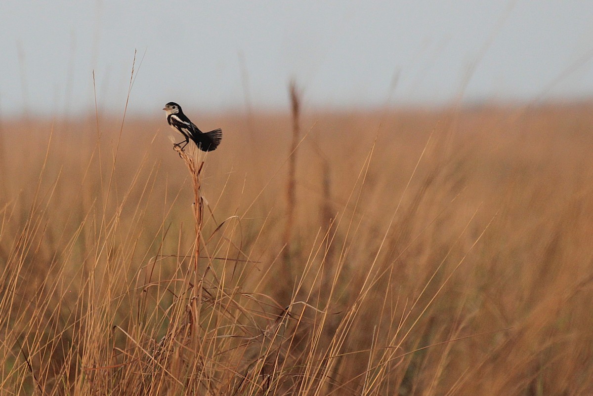 Cock-tailed Tyrant - ML646497147
