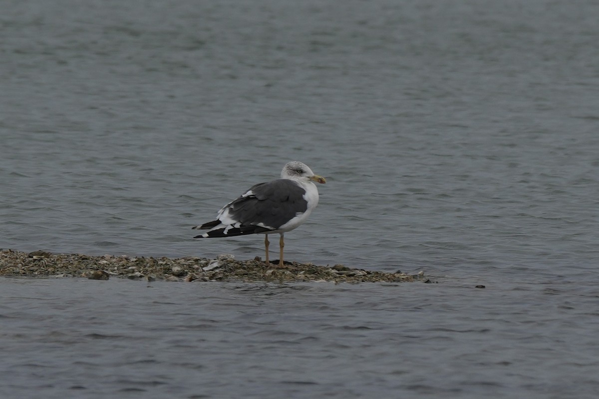 Lesser Black-backed Gull - ML646497148