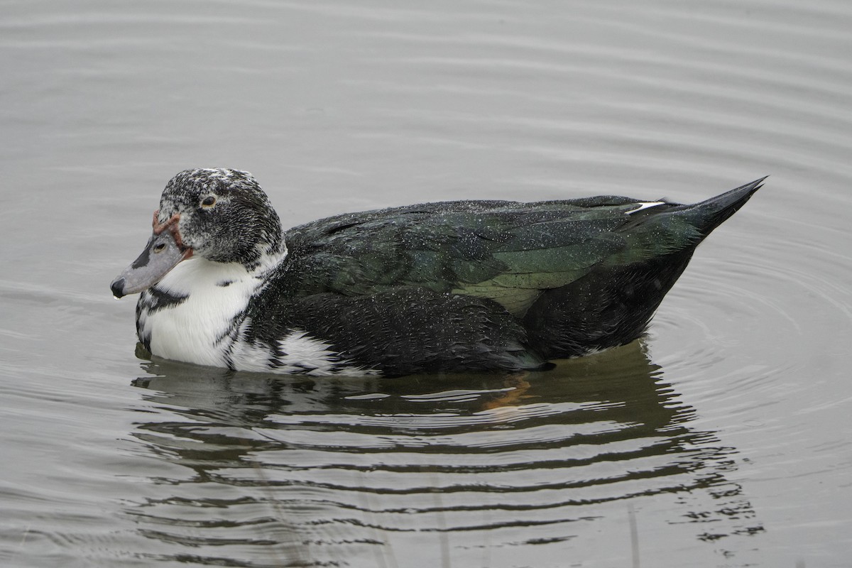 Muscovy Duck (Domestic type) - ML646497149
