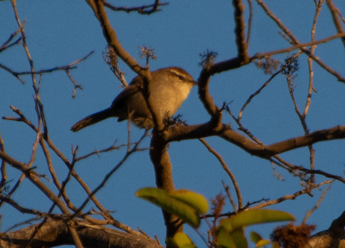 Bewick's Wren - ML646497163