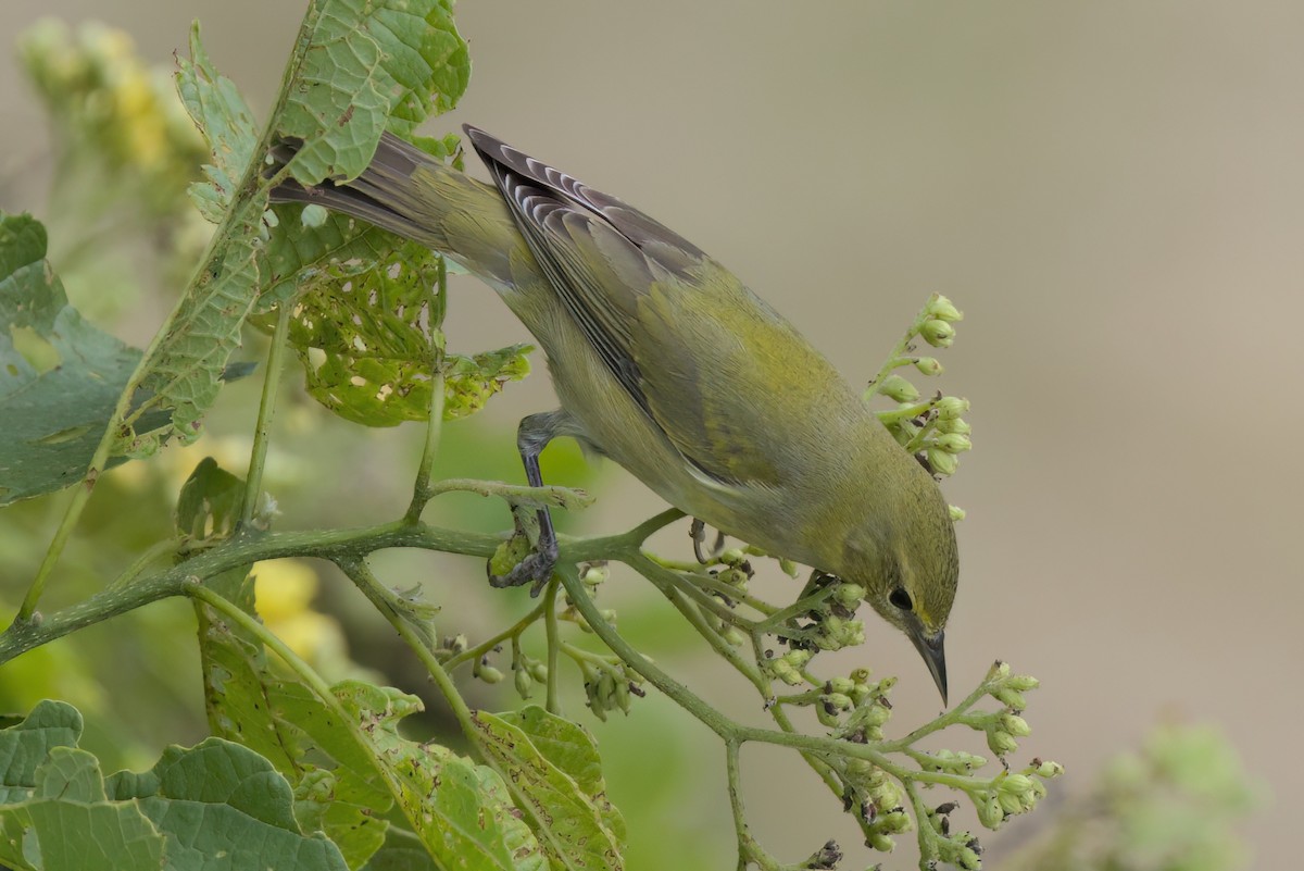 Червоїд світлобровий - ML646497171
