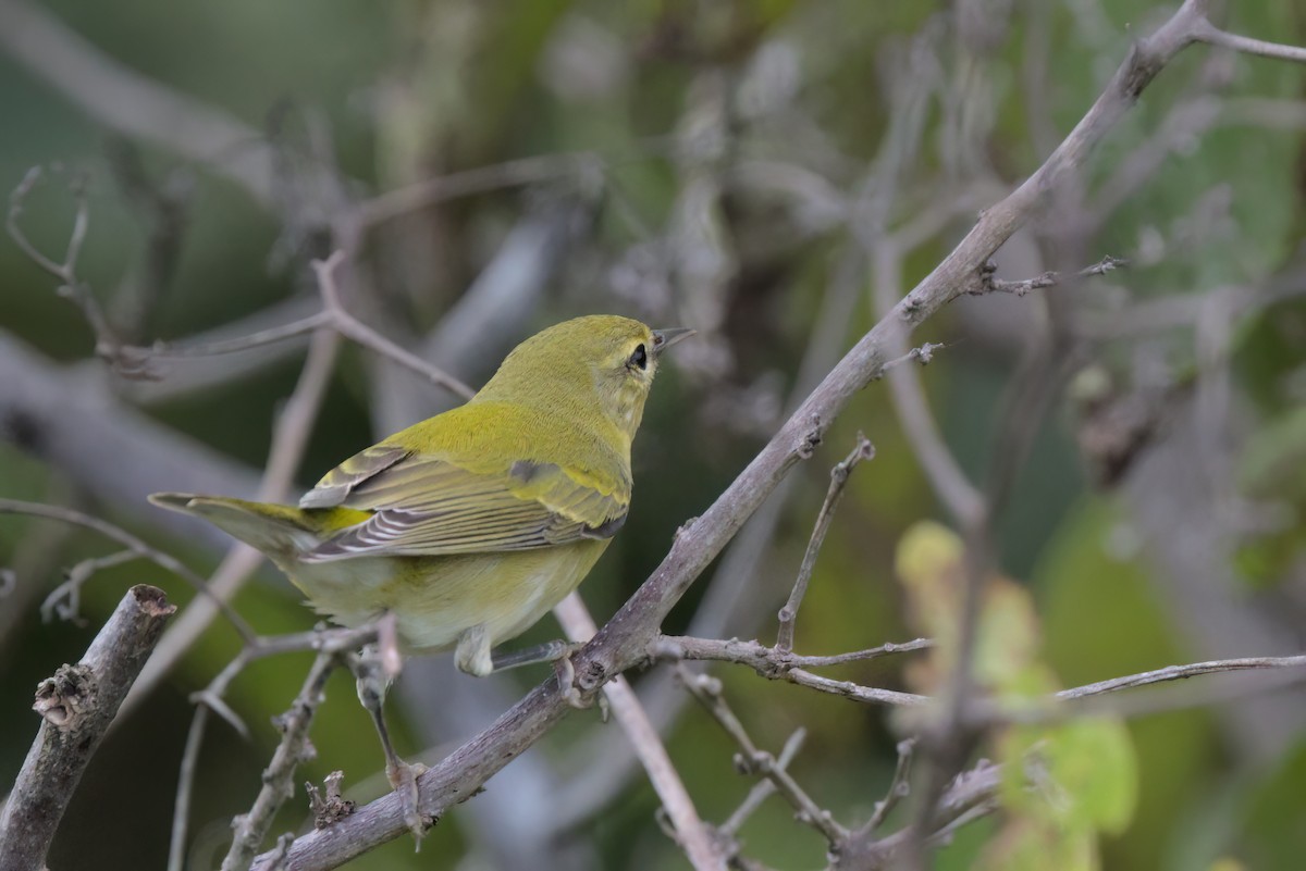 Червоїд світлобровий - ML646497172