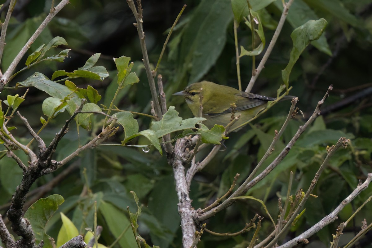 Червоїд світлобровий - ML646497173
