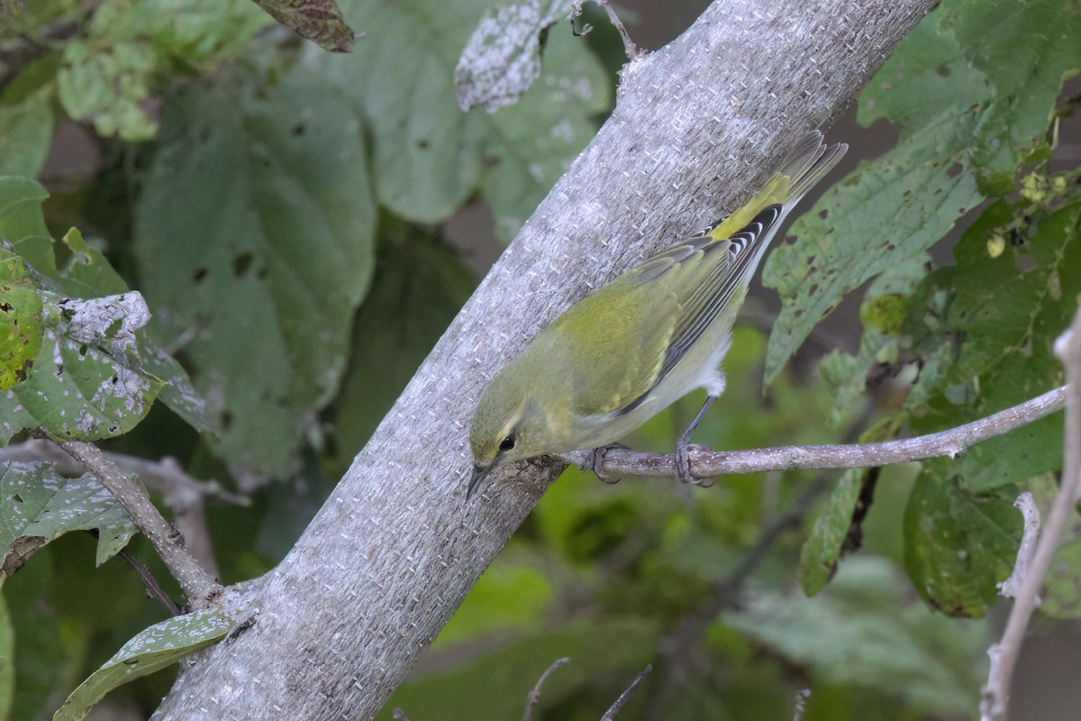 Червоїд світлобровий - ML646497174