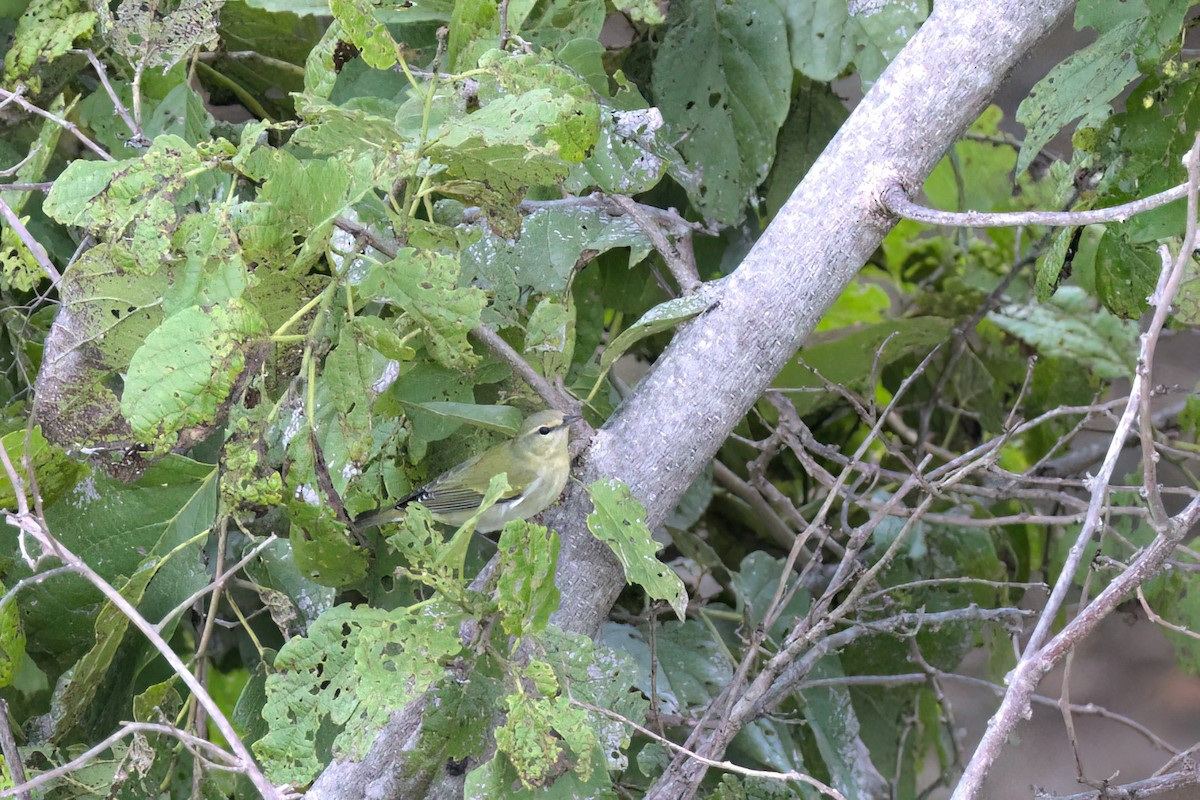 Червоїд світлобровий - ML646497175