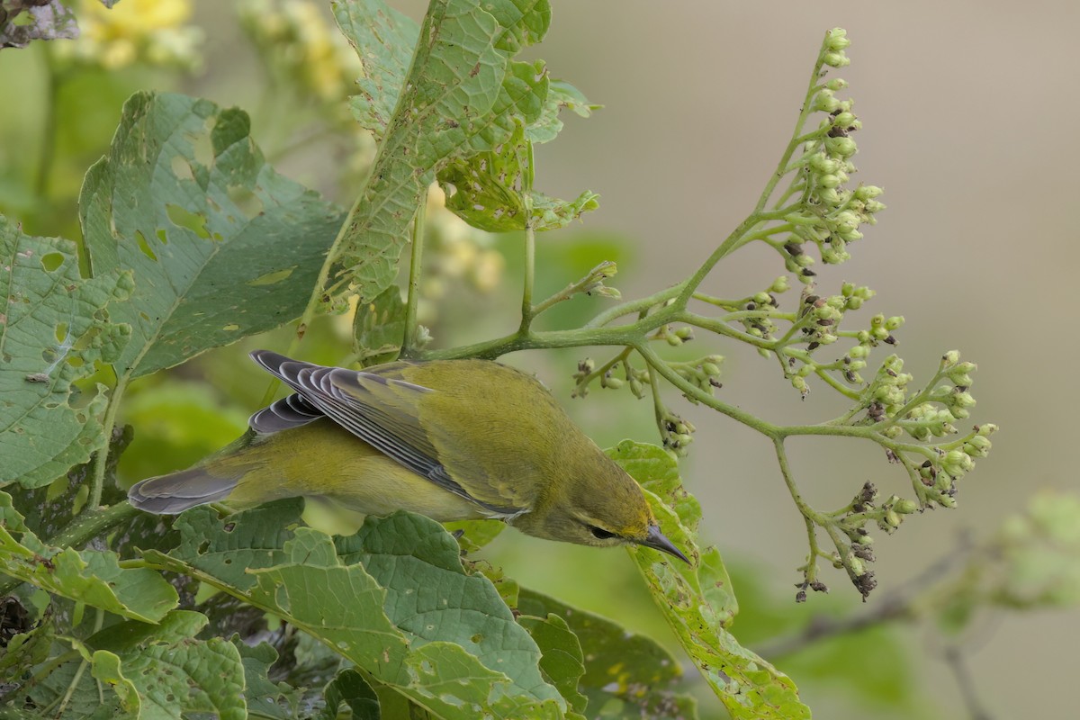 Червоїд світлобровий - ML646497176