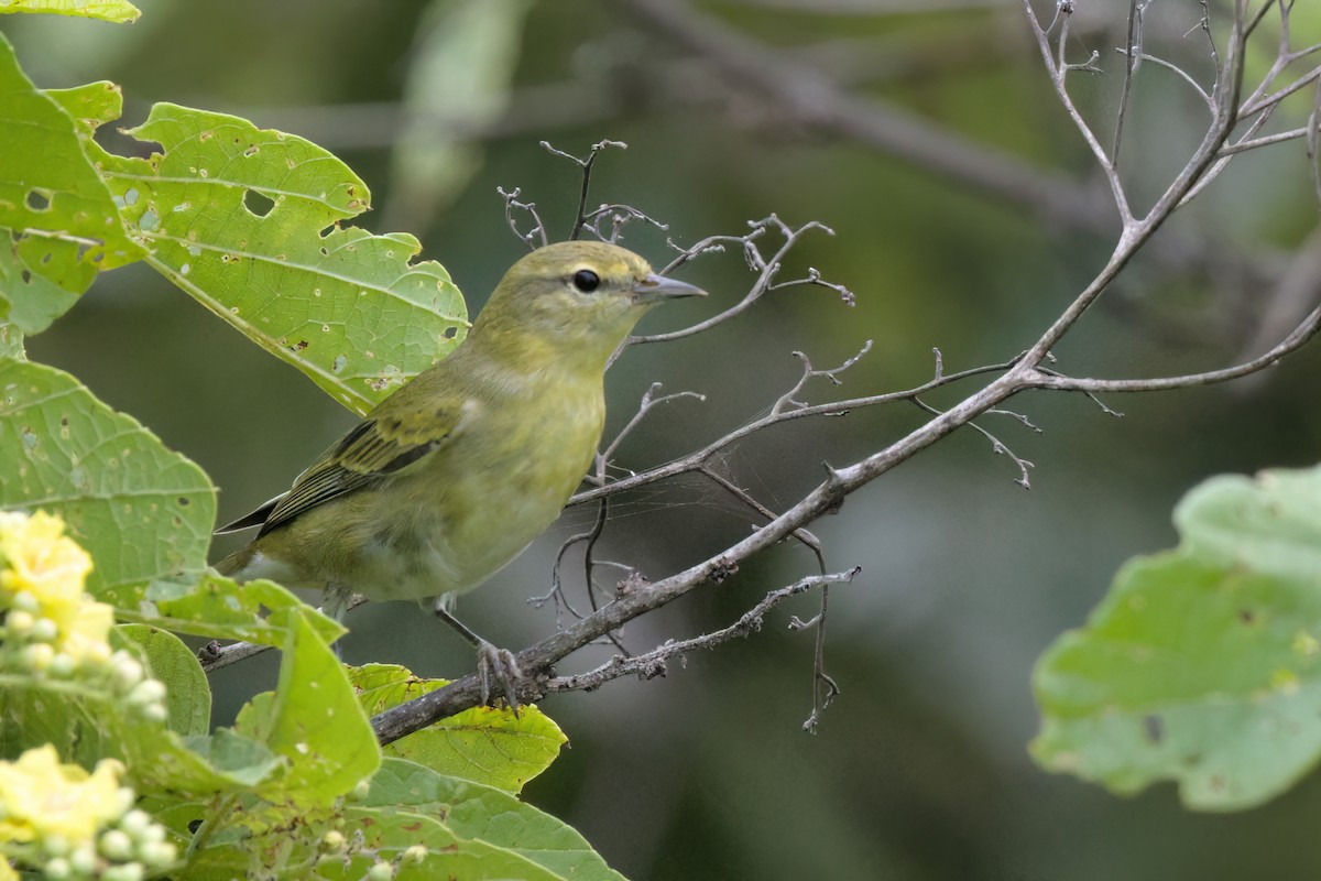 Червоїд світлобровий - ML646497177
