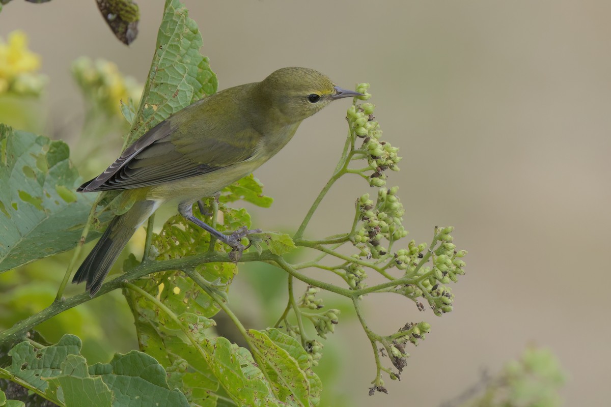 Червоїд світлобровий - ML646497178