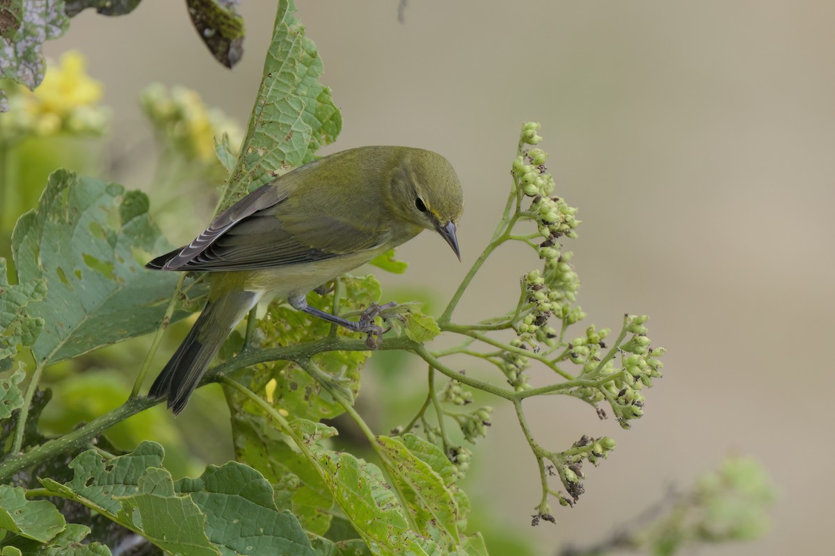 Червоїд світлобровий - ML646497179