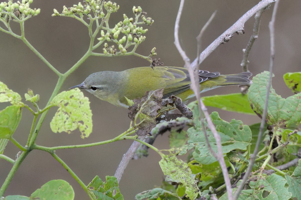 Червоїд світлобровий - ML646497180