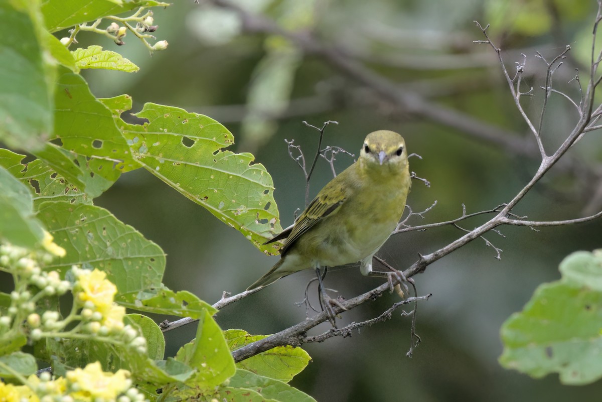 Червоїд світлобровий - ML646497182
