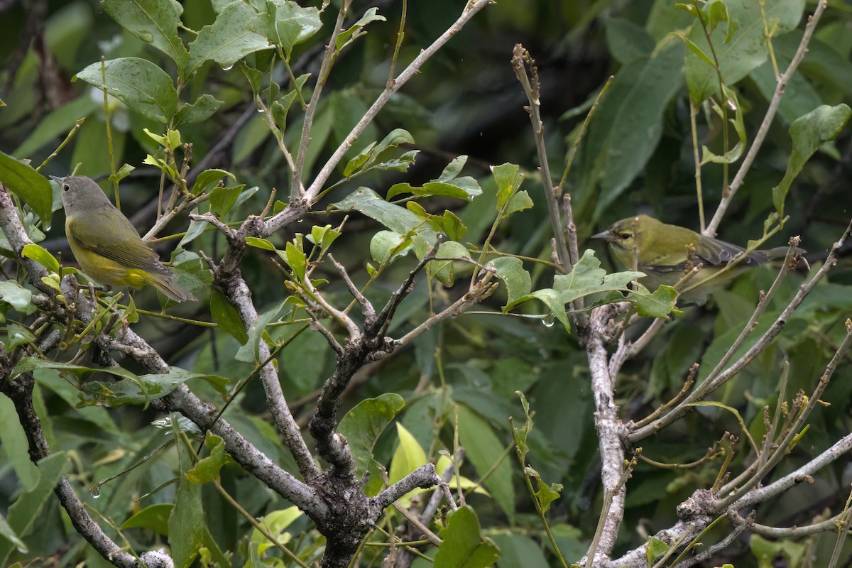 Червоїд світлобровий - ML646497183