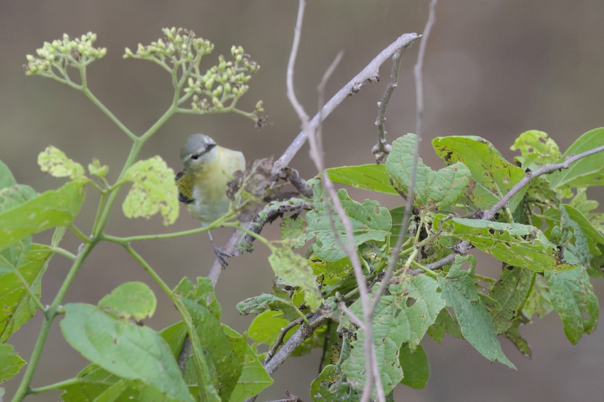 Червоїд світлобровий - ML646497184