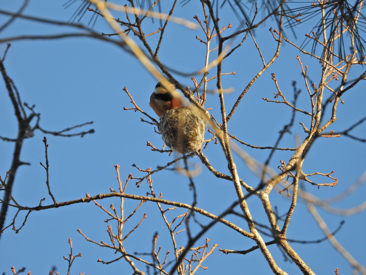 Varied Tit - ML646497185