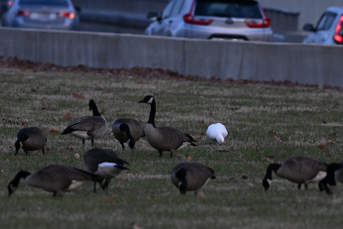 Ross's Goose - ML646497186