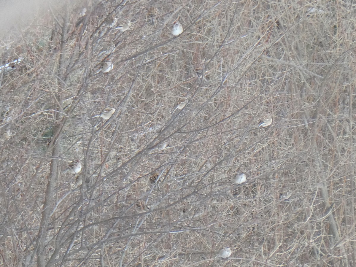 Воробьиная овсянка - ML646497188