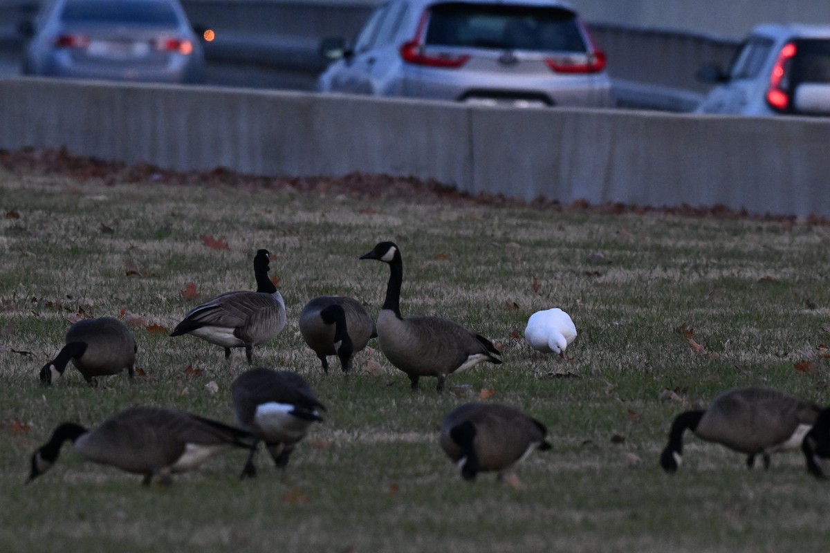 Ross's Goose - ML646497190