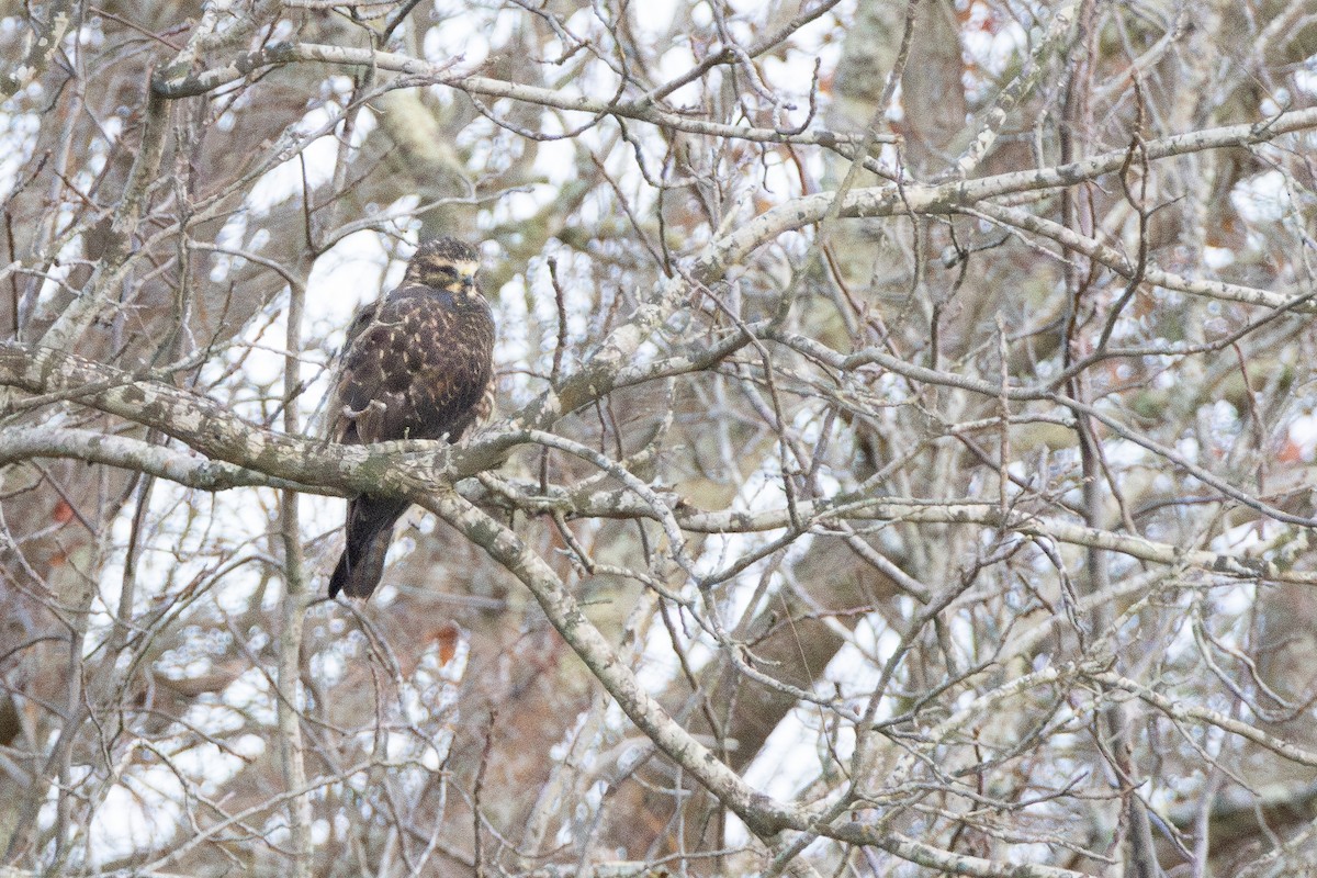 prærievåk - ML646497191