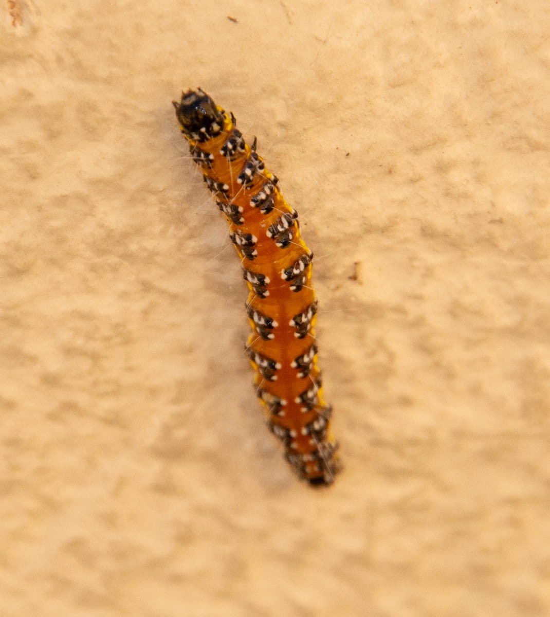 Genista Broom Moth - ML646497192