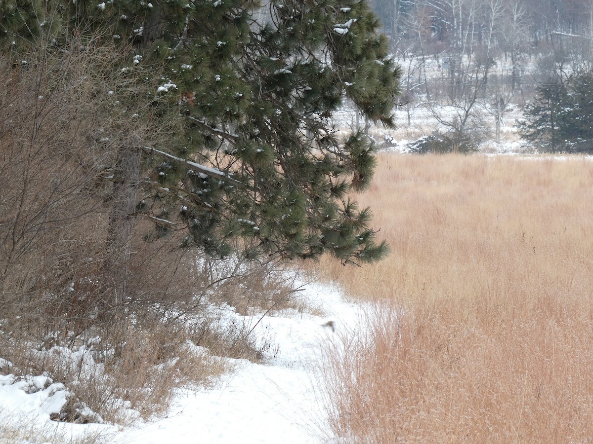 Воробьиная овсянка - ML646497197