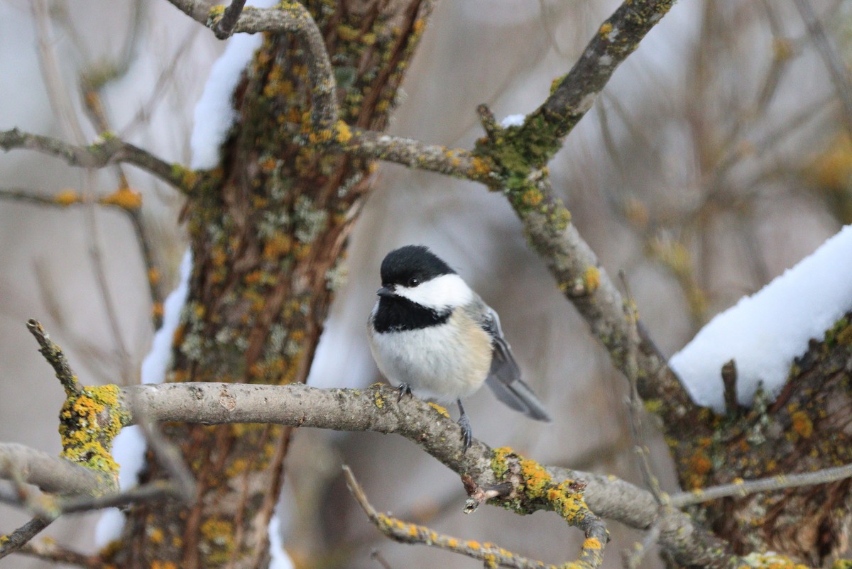 アメリカコガラ - ML646497199