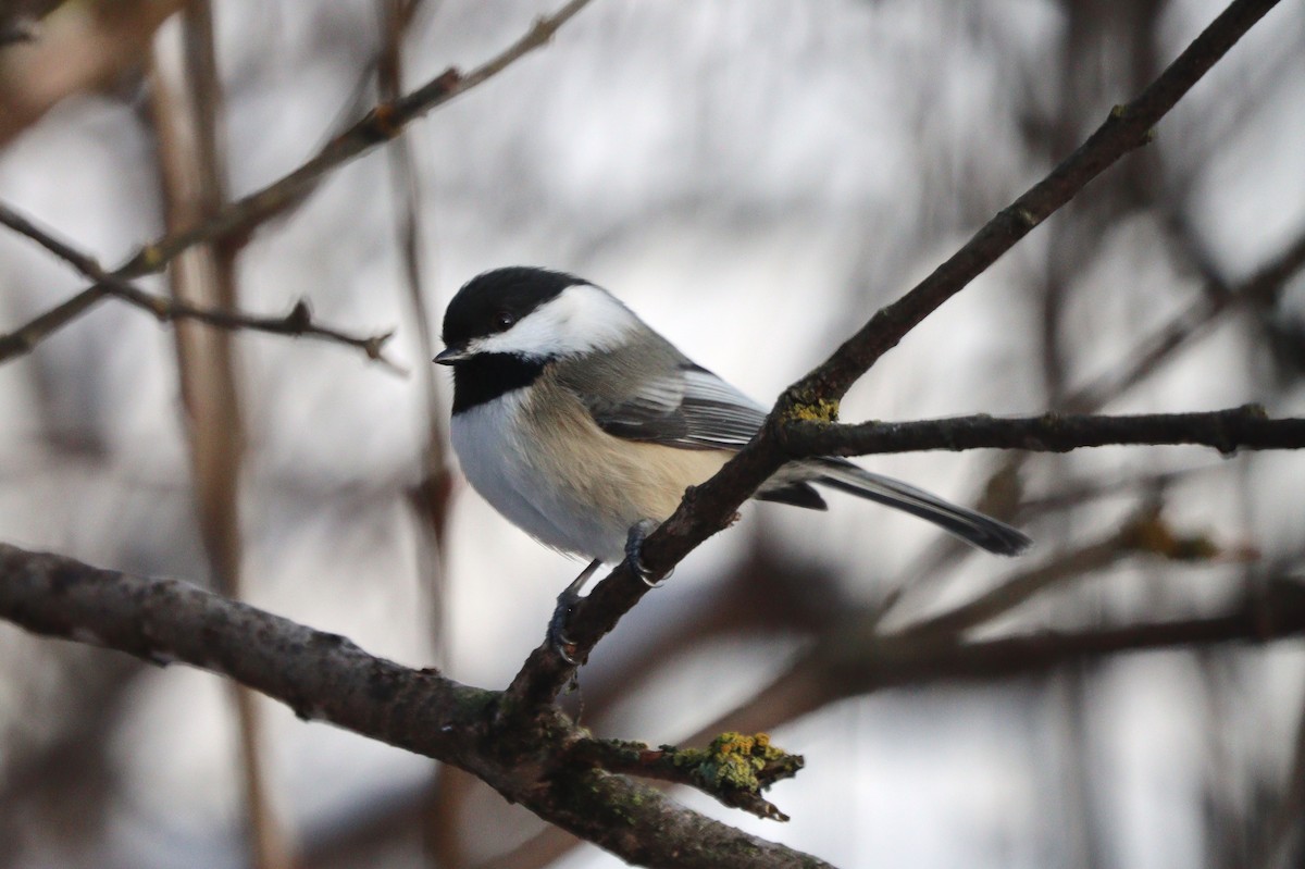 Black-capped Chickadee - ML646497205
