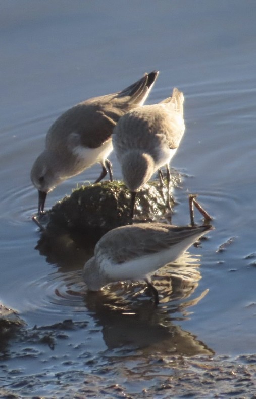 西濱鷸 - ML646497206