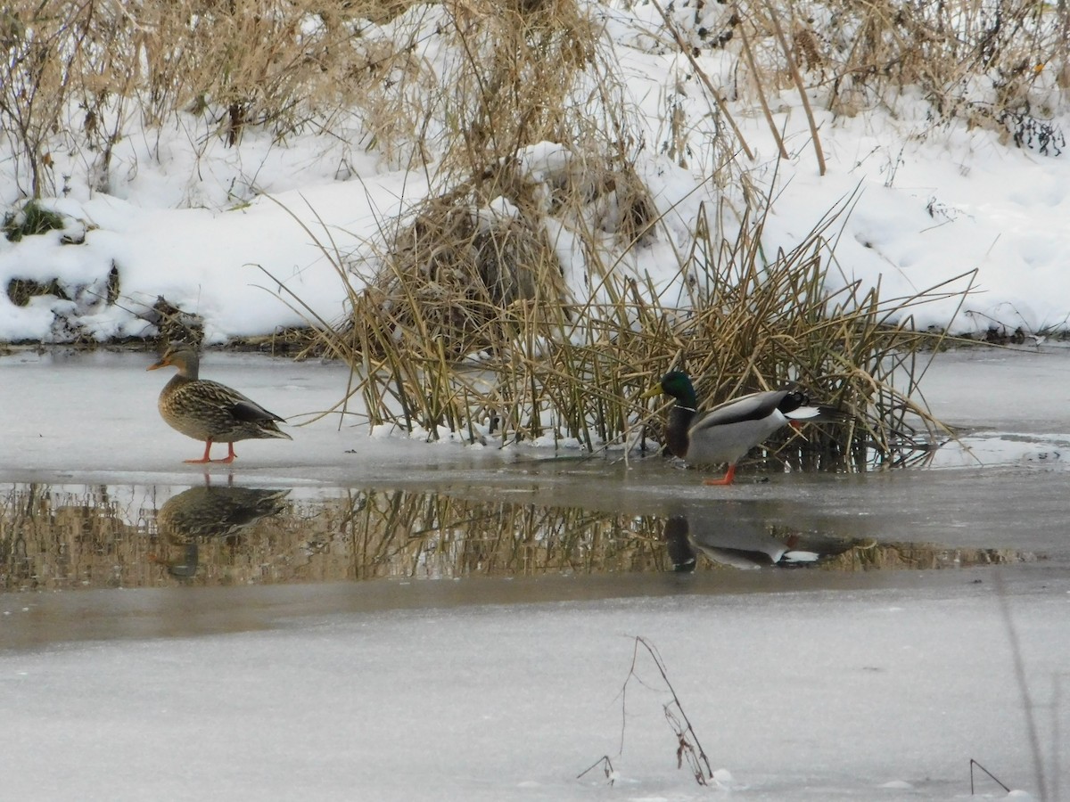 stokkand - ML646497207