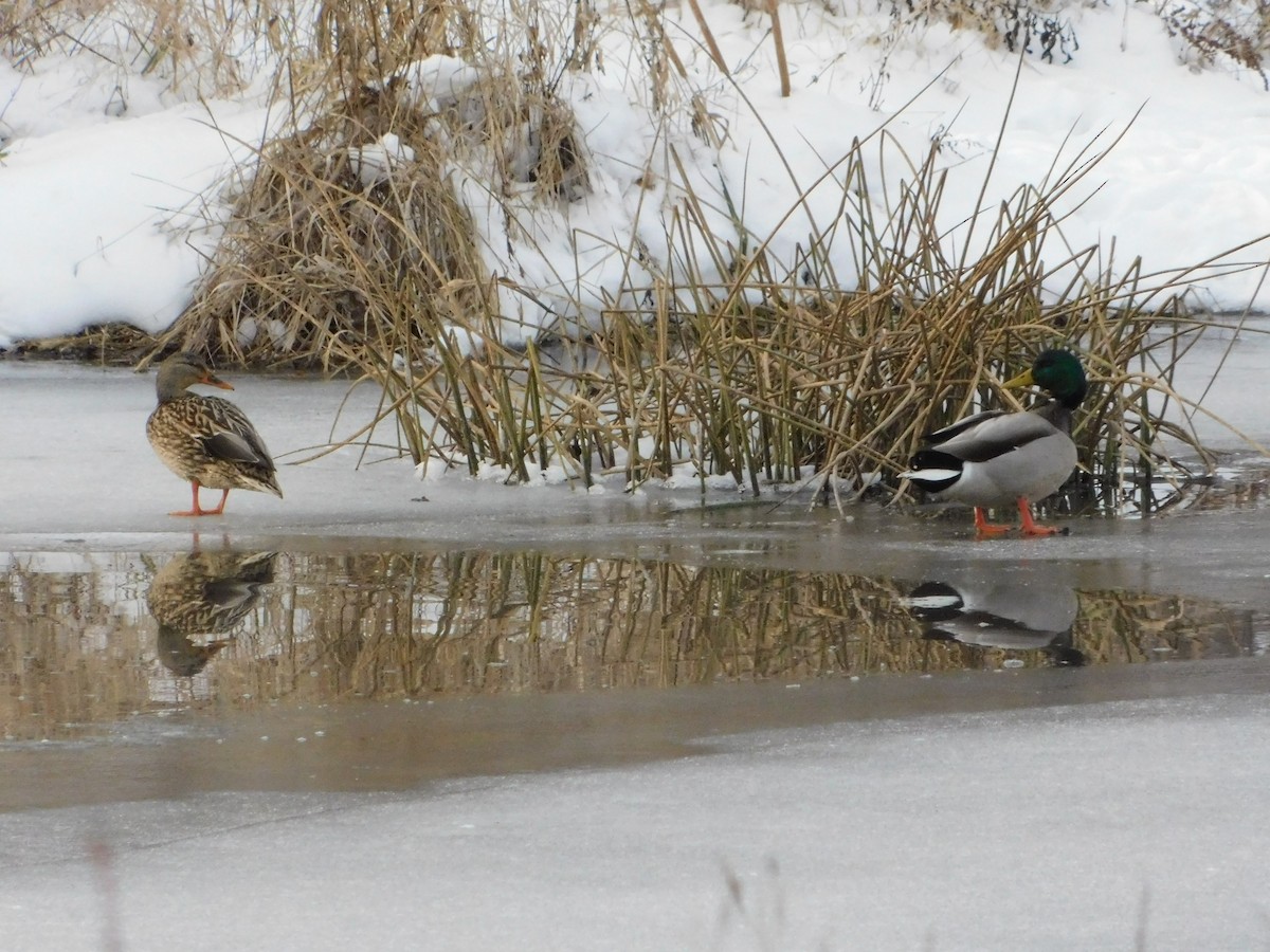 stokkand - ML646497208