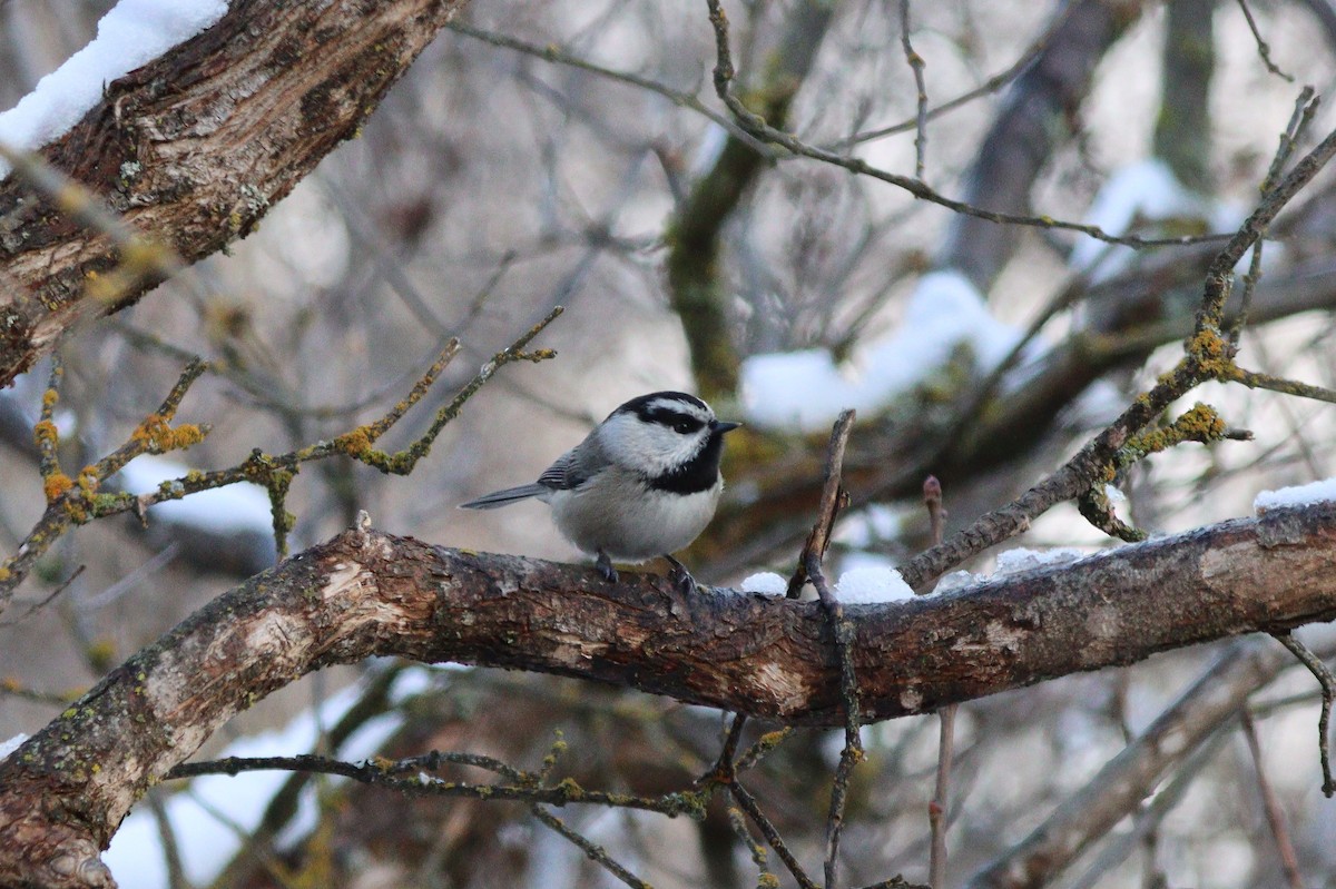 Mountain Chickadee - ML646497220