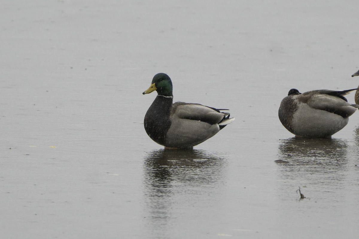 Mallard - ML646497227