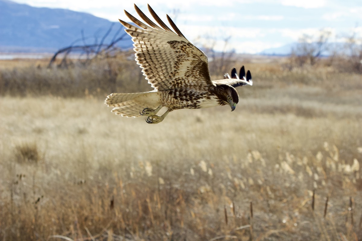 Poiana codarossa - ML646497229