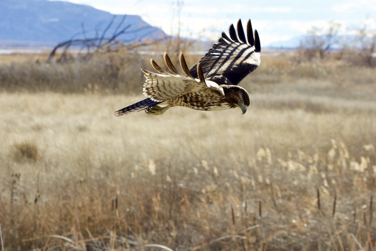 Poiana codarossa - ML646497230