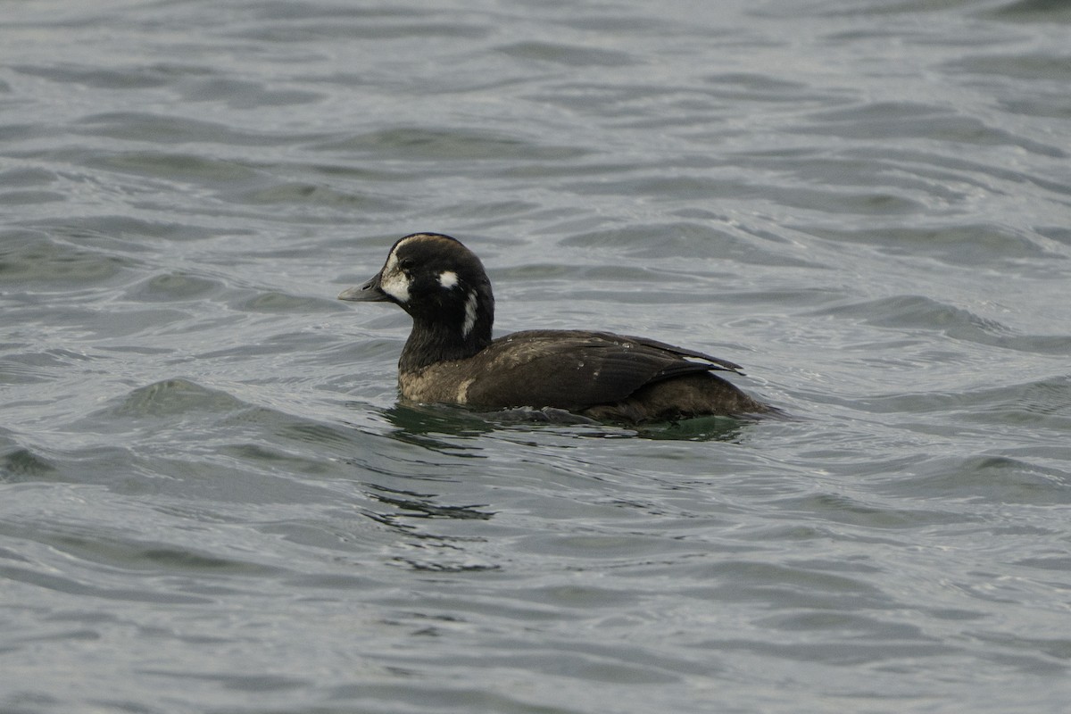 Harlequin Duck - ML646497237