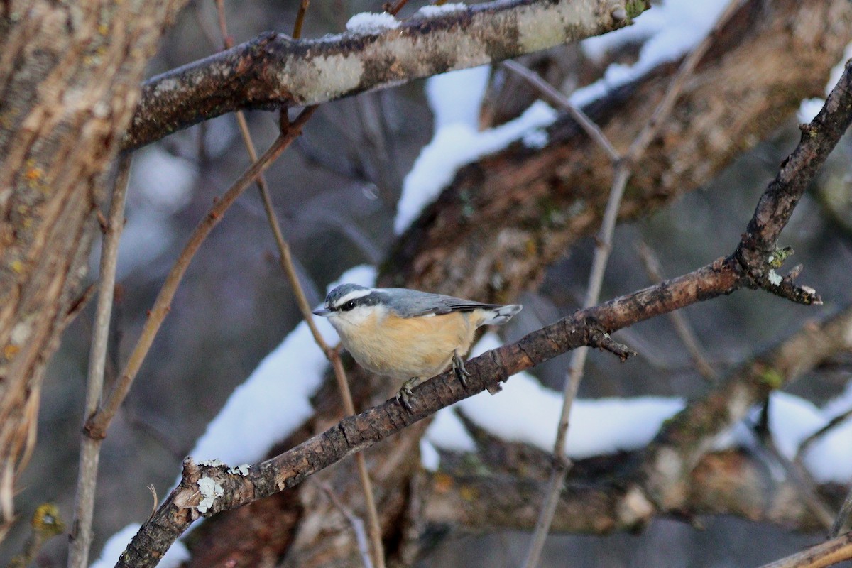 Red-breasted Nuthatch - ML646497240