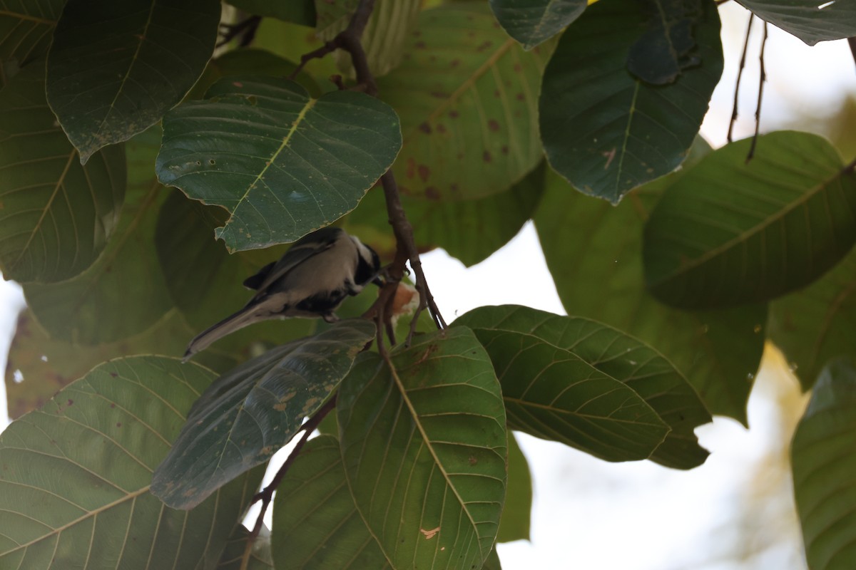 Asian Tit (Cinereous) - ML646497242