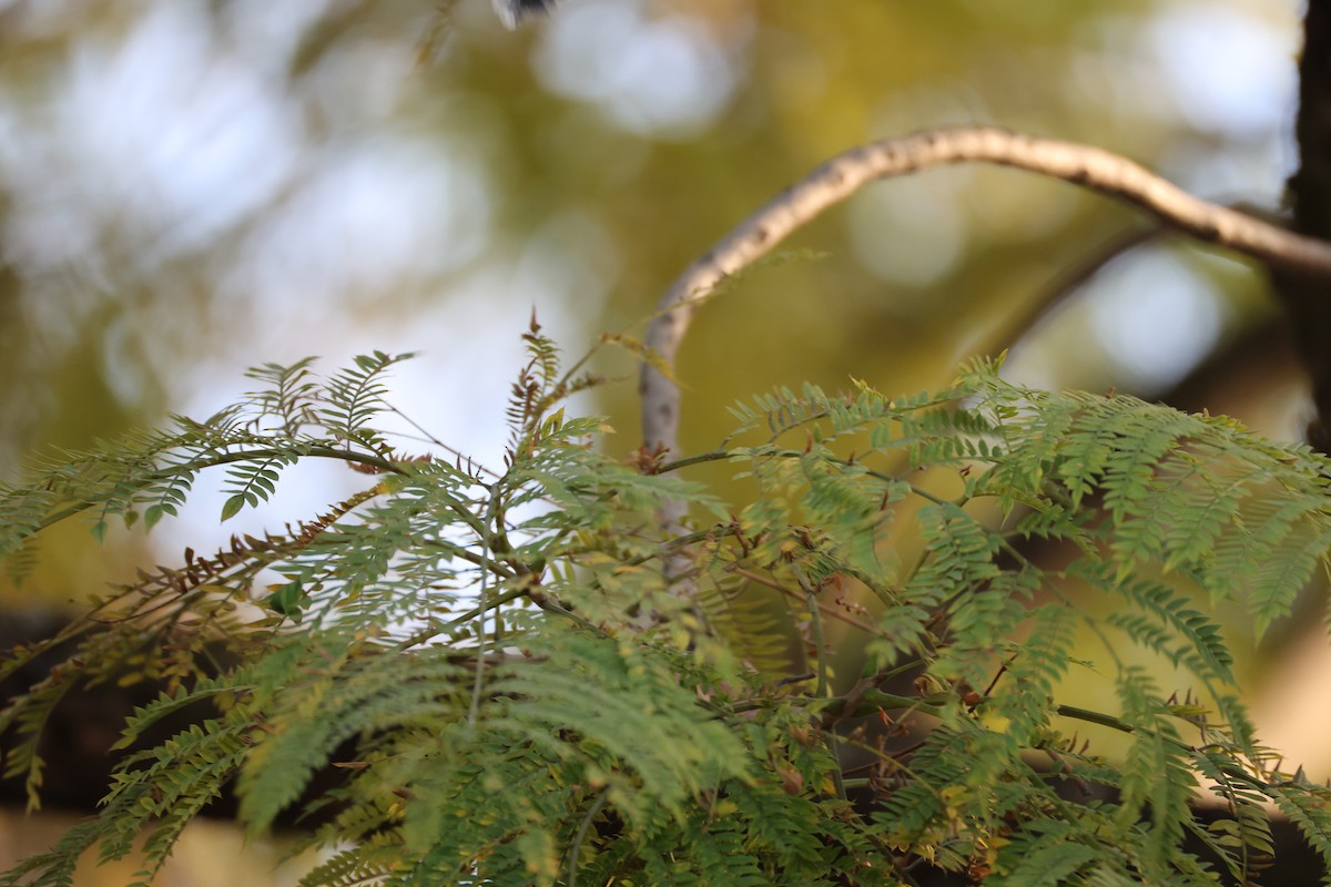 Asian Tit (Cinereous) - ML646497243