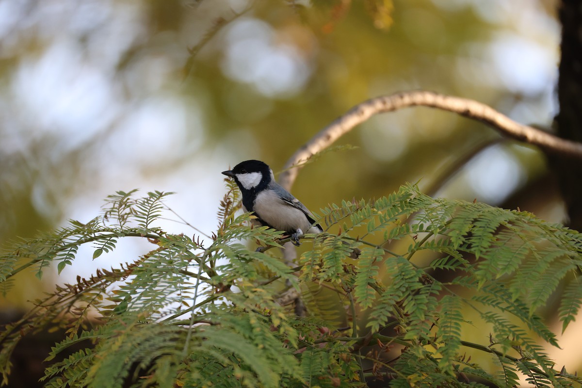 Asian Tit (Cinereous) - ML646497244